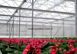flower greenhouse