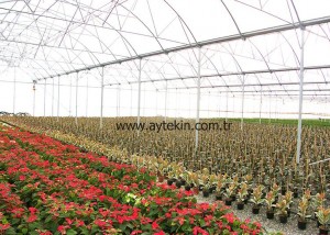flower greenhouse construction