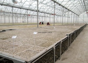 seed grow greenhouse